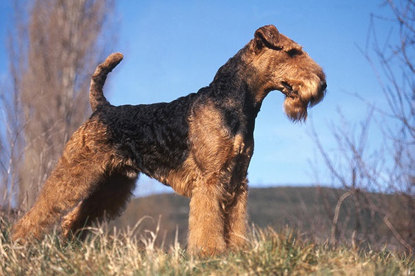 traditional working airedales