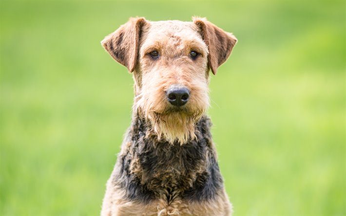 Airedale Terrier