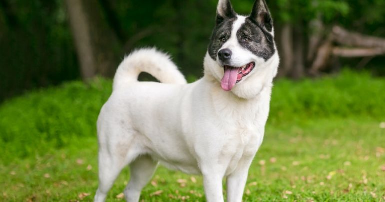 Akita dog