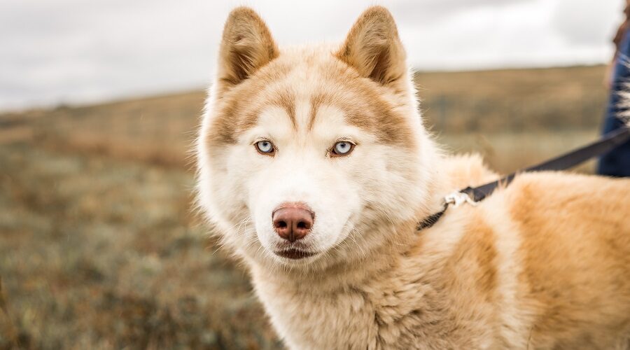 Alaskan Malamute