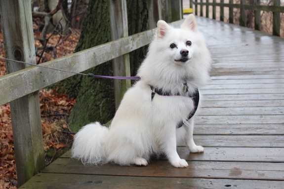 American Eskimo Dog