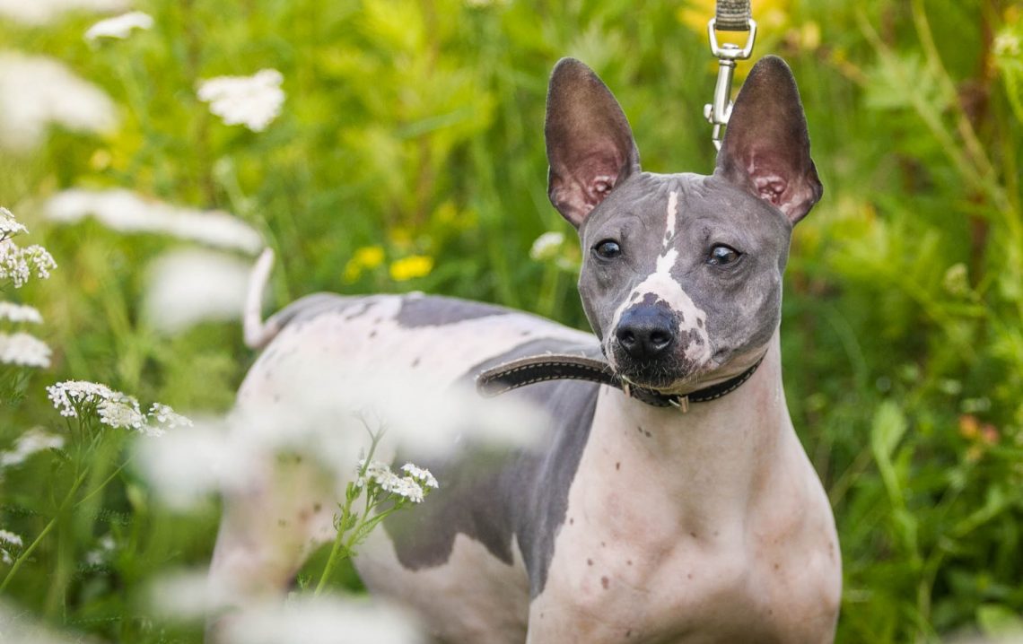 American Hairless Terrier