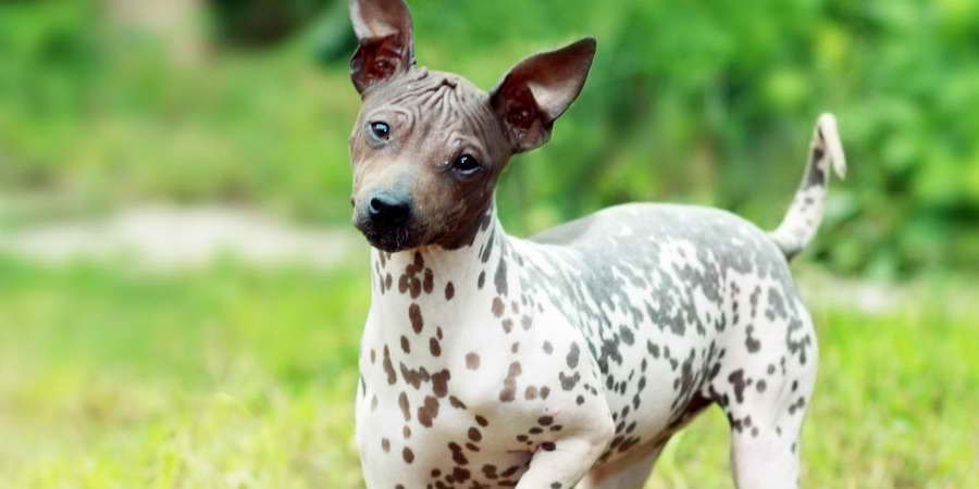 american hairless terrier kennel