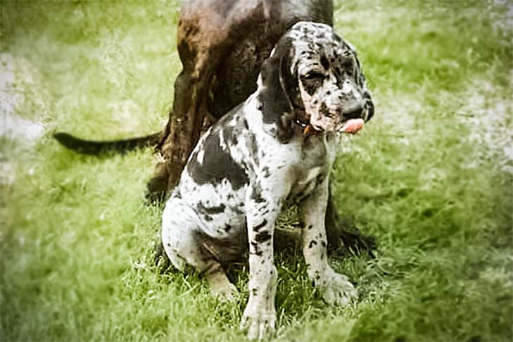 American Leopard Hound | Native Breed.org