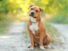 American Staffordshire Terrier