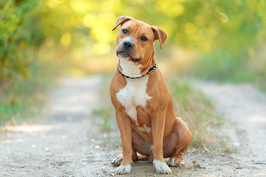 what is a staffordshire terrier