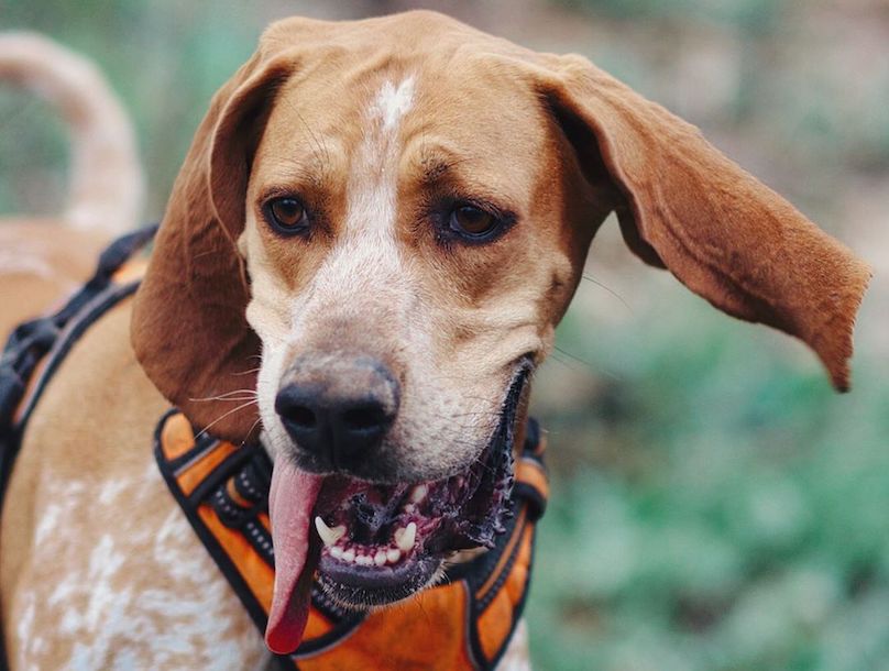 American English Coonhound