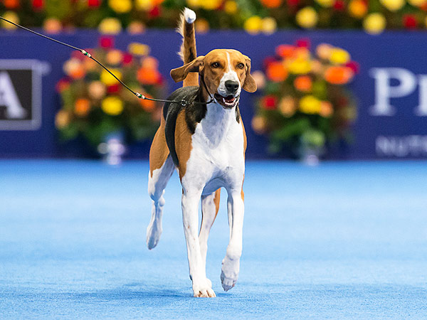 American Foxhound