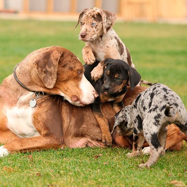 American Leopard Hound