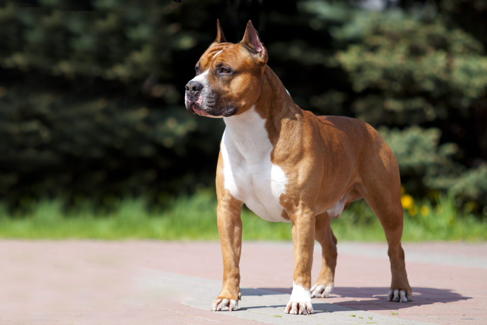 american staffordshire terrier kennels