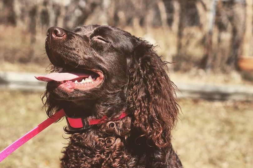 American Water Spaniel