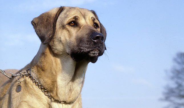 Anatolian Shepherd Dog