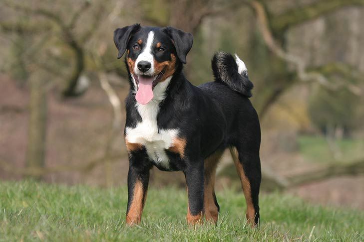 Appenzell Cattle Dog