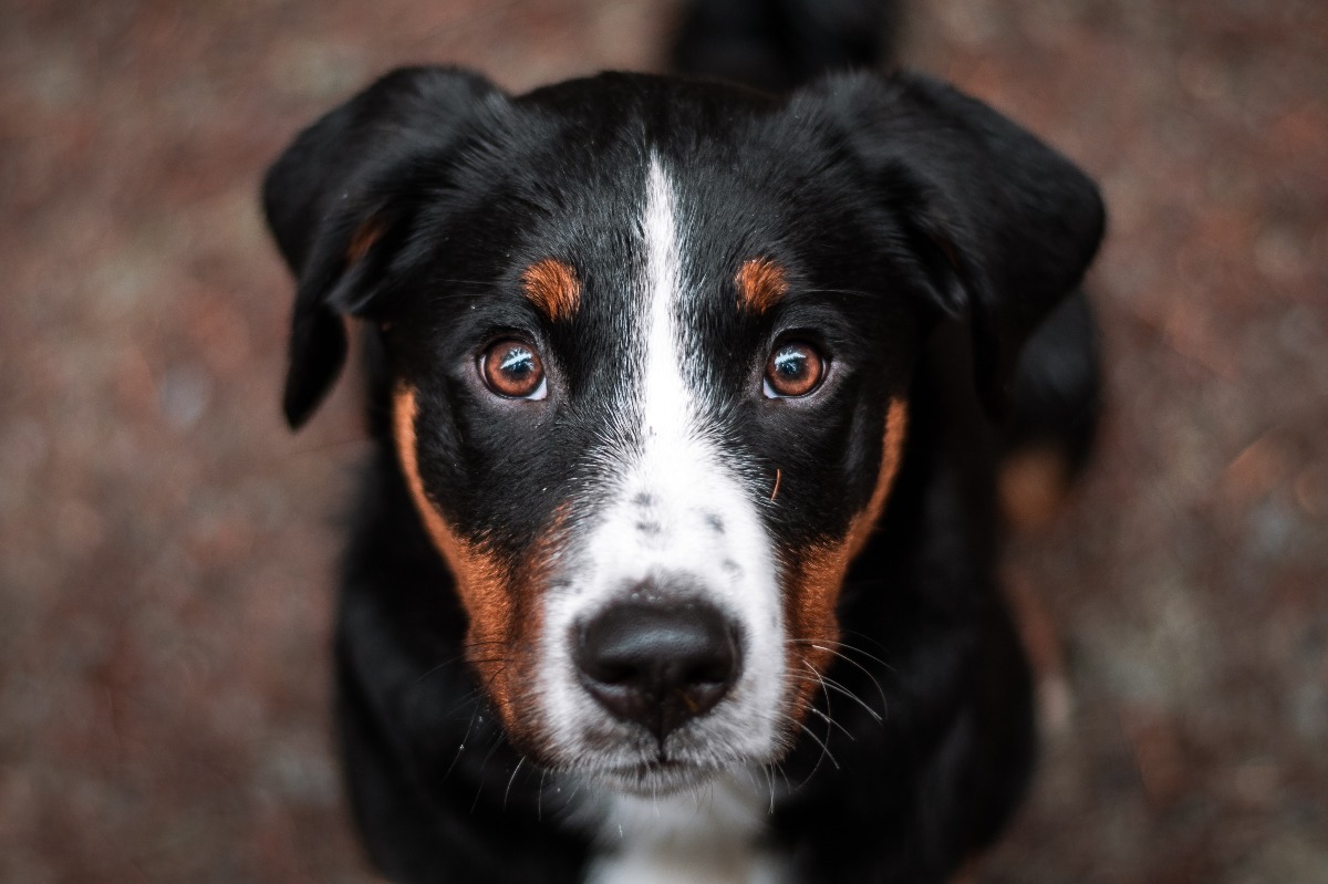 Appenzeller Sennenhund