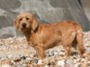Basset Fauve de Bretagne