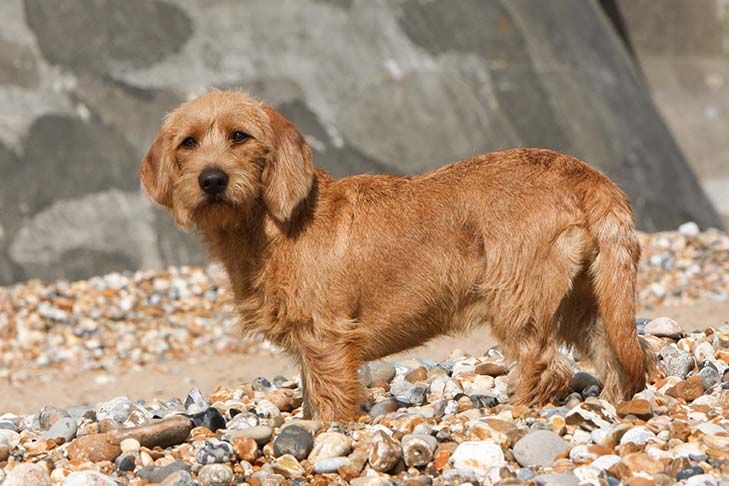 Basset Fauve de Bretagne