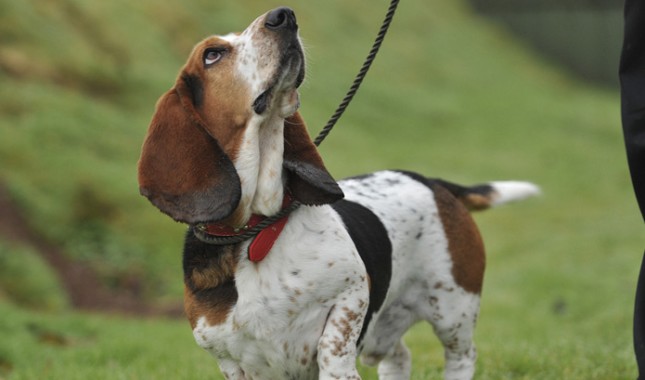 Basset Hound