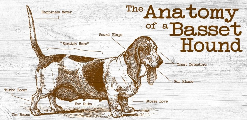 are basset hounds mean