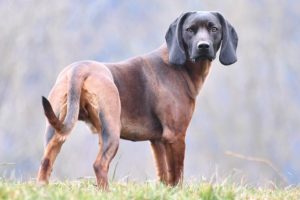 Bavarian Mountain Hound - Native Breed.org