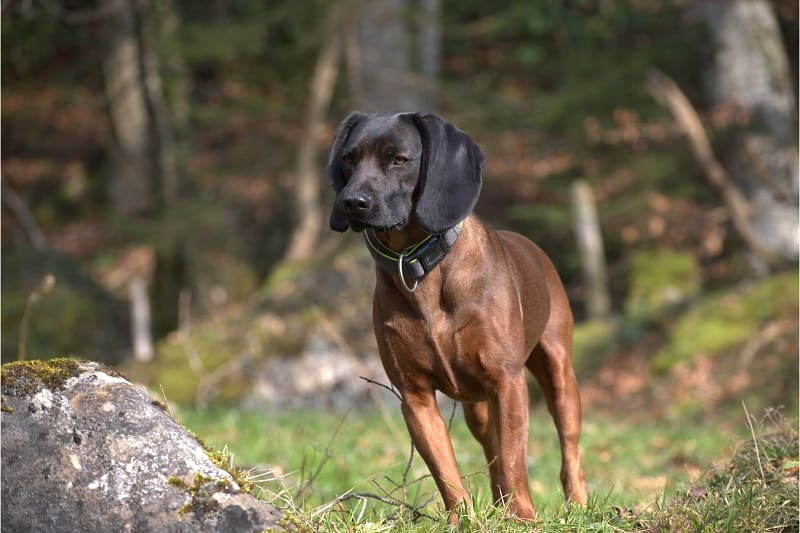 Bavarian Mountain Hound