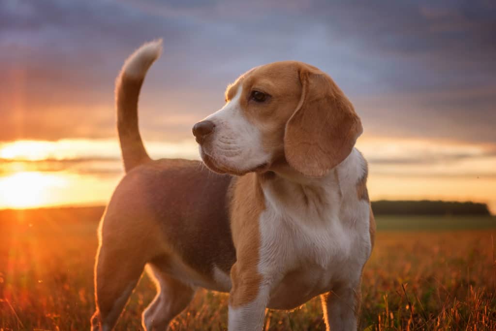 Beagle Dog Breed