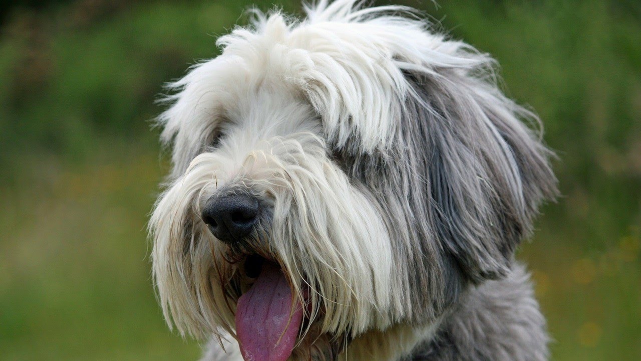 Bearded Collie