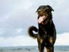 Beauceron