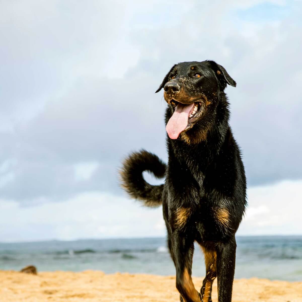 Beauceron