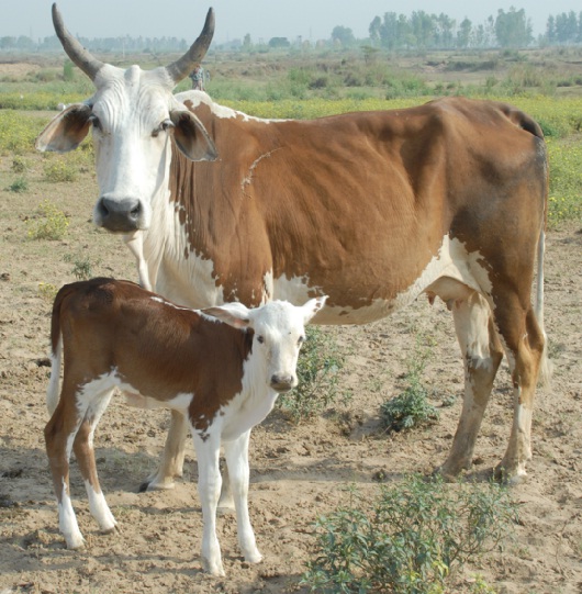 Belahi cattle breed