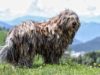 Bergamasco Sheepdog
