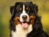 Bernese Mountain Dog