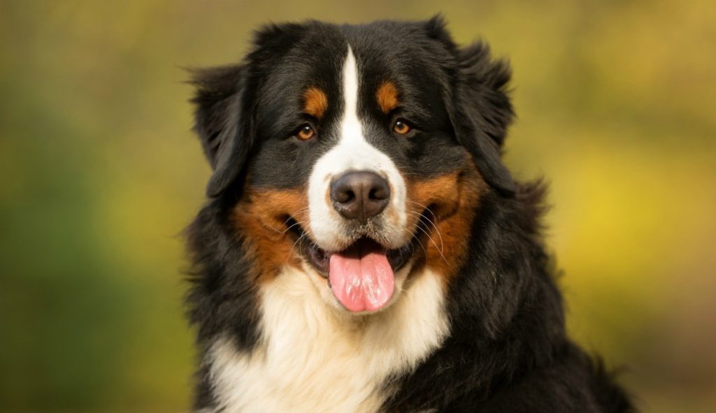 Bernese Dog - Native