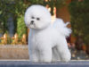 Bichon Frise