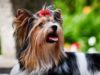 Biewer Terrier