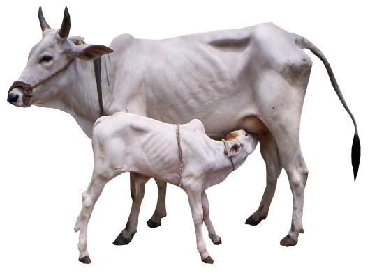 Binjharpur cattle breed