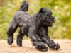 Black Russian Terrier
