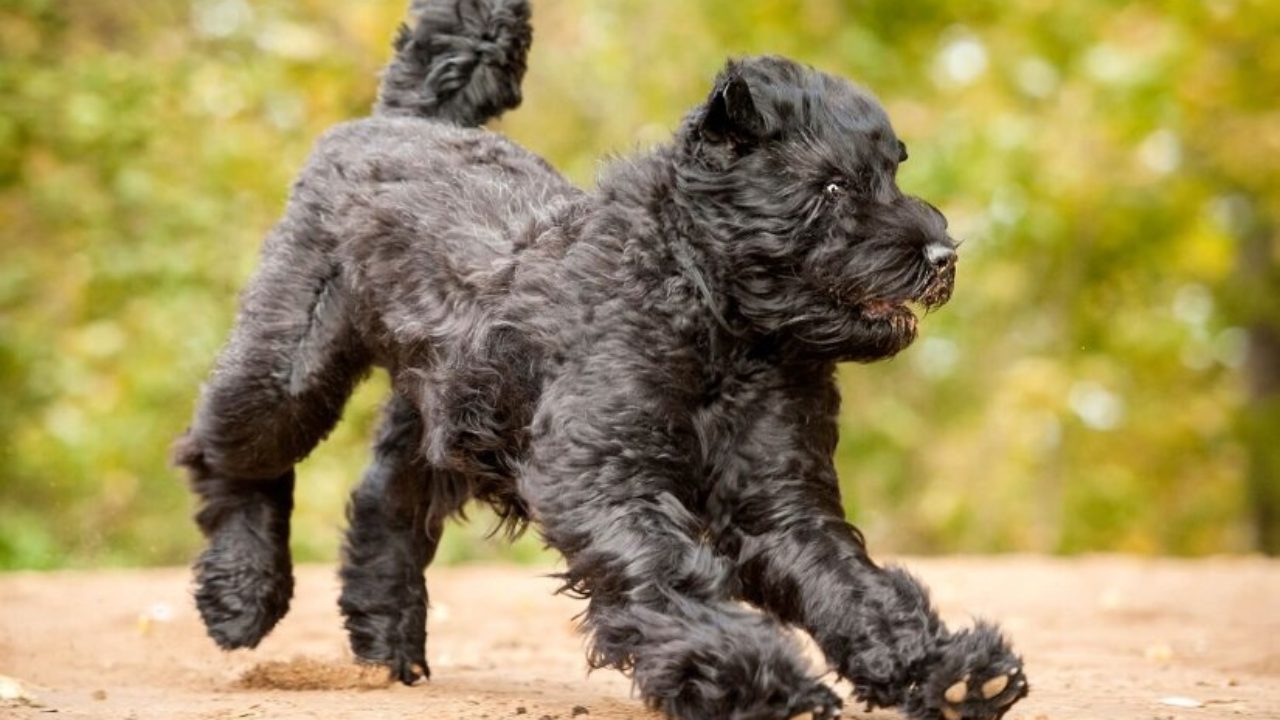 Black Russian Terrier Native Breed Org