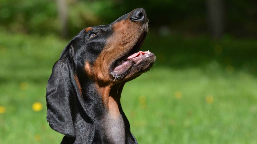 Black and Tan Coonhound