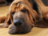 Bloodhound Dog Breed