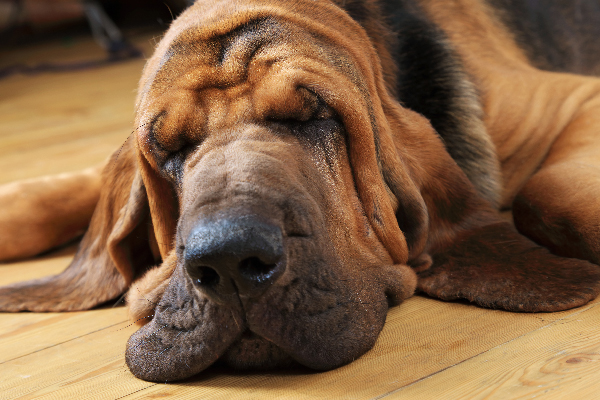 Bloodhound Dog Breed