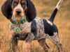 Bluetick Coonhound