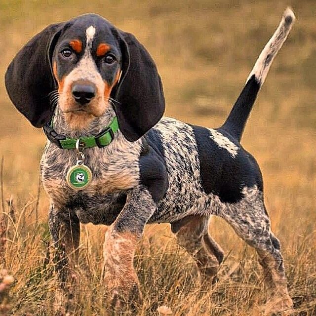 are bluetick coonhounds intelligent dogs