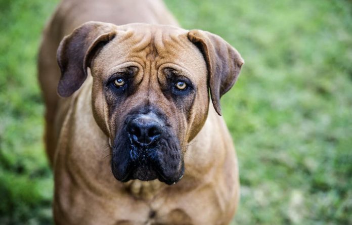 South African Boerboel Dog Breed