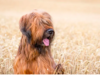 Briard