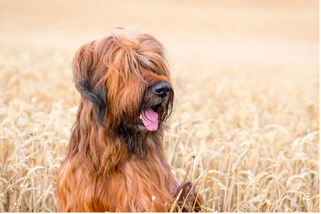 Briard