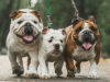 Bulldog