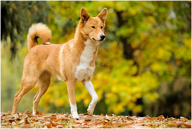 are canaan dogs good with other dogs