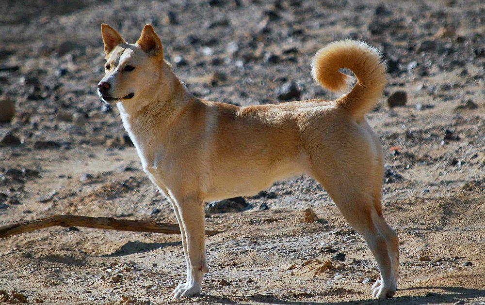 Canaan Dog