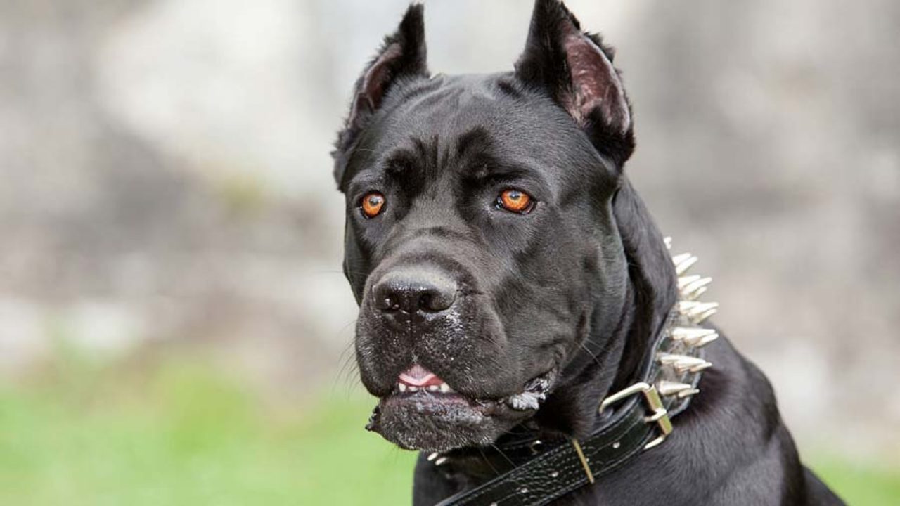 cane corso blue grey