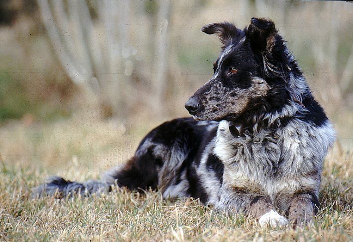 Cane da Presa Meridionale